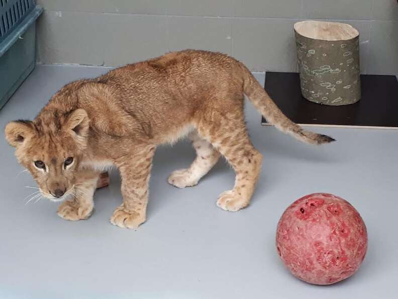 Rescued lion cub inside enclosure
