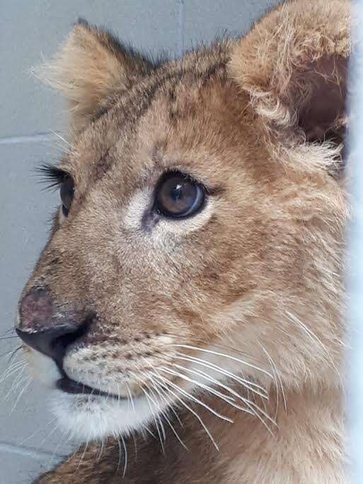 Close-up of lion cub's face