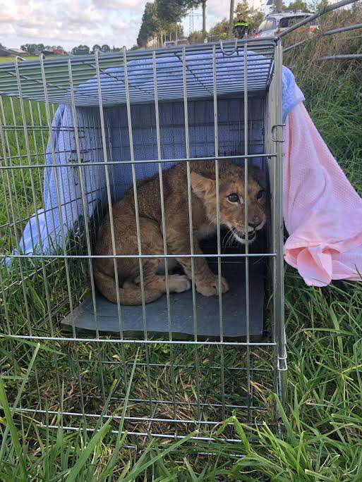 Lion cub inside metal cage