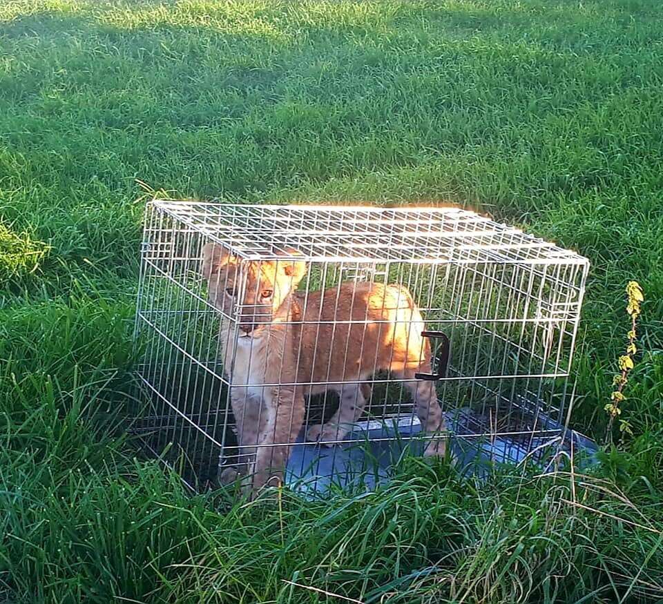 Lion cub inside metal dog cage