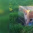 Lion cub inside metal cage