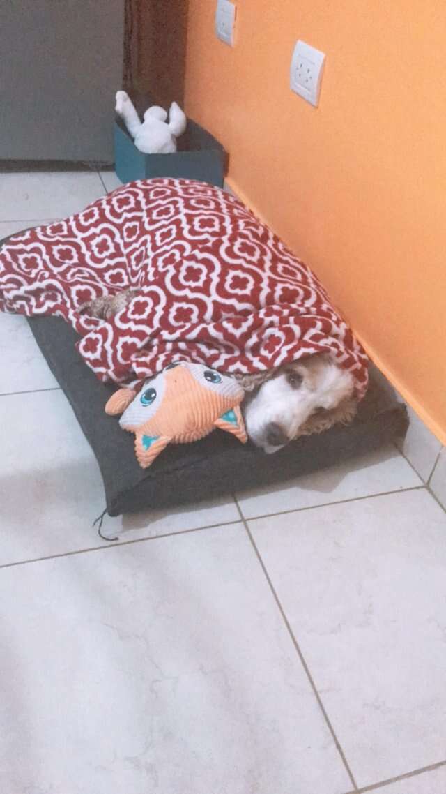 My dog likes outlet to sleep under blankets