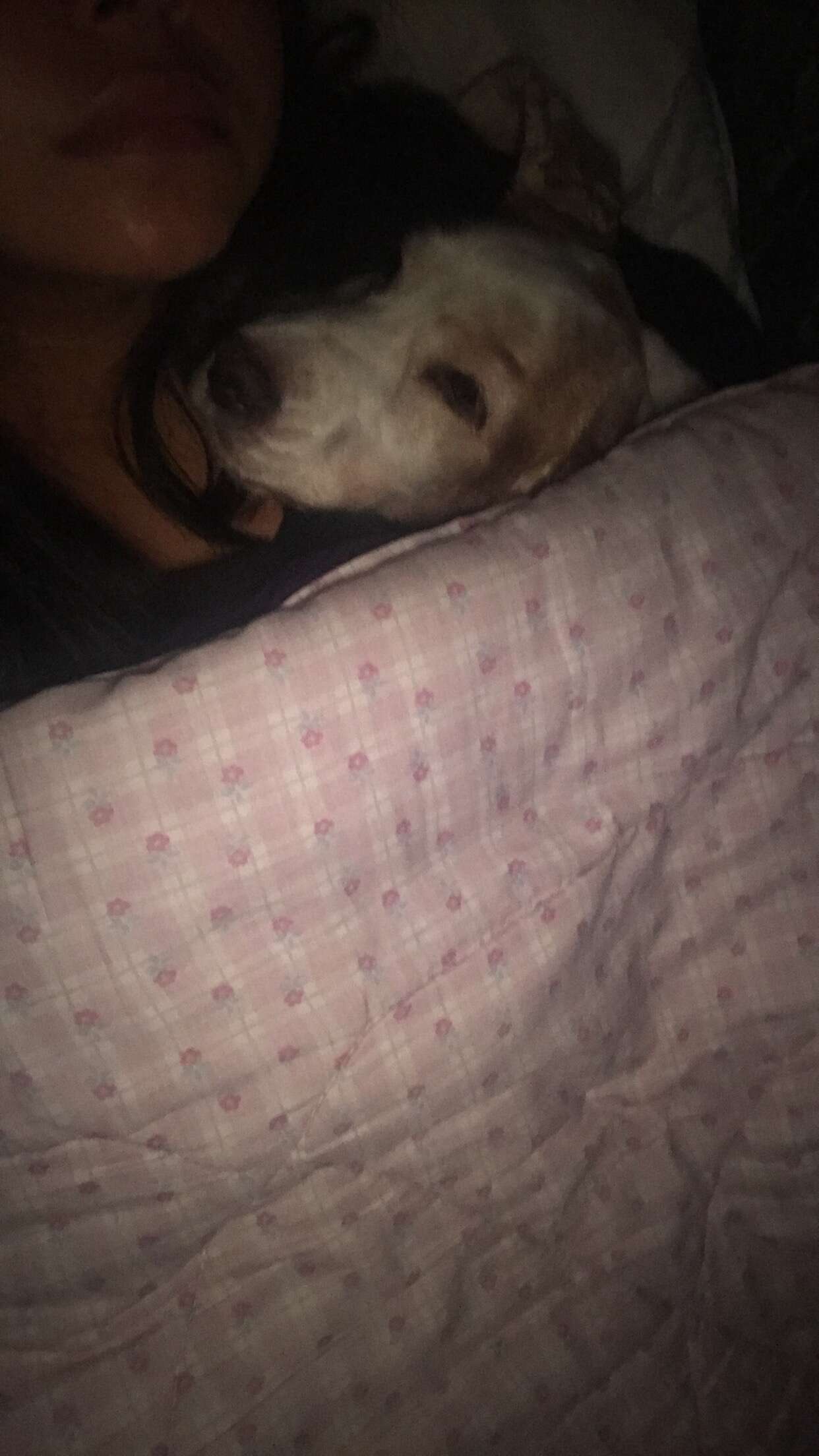 dog gets tucked into bed every night