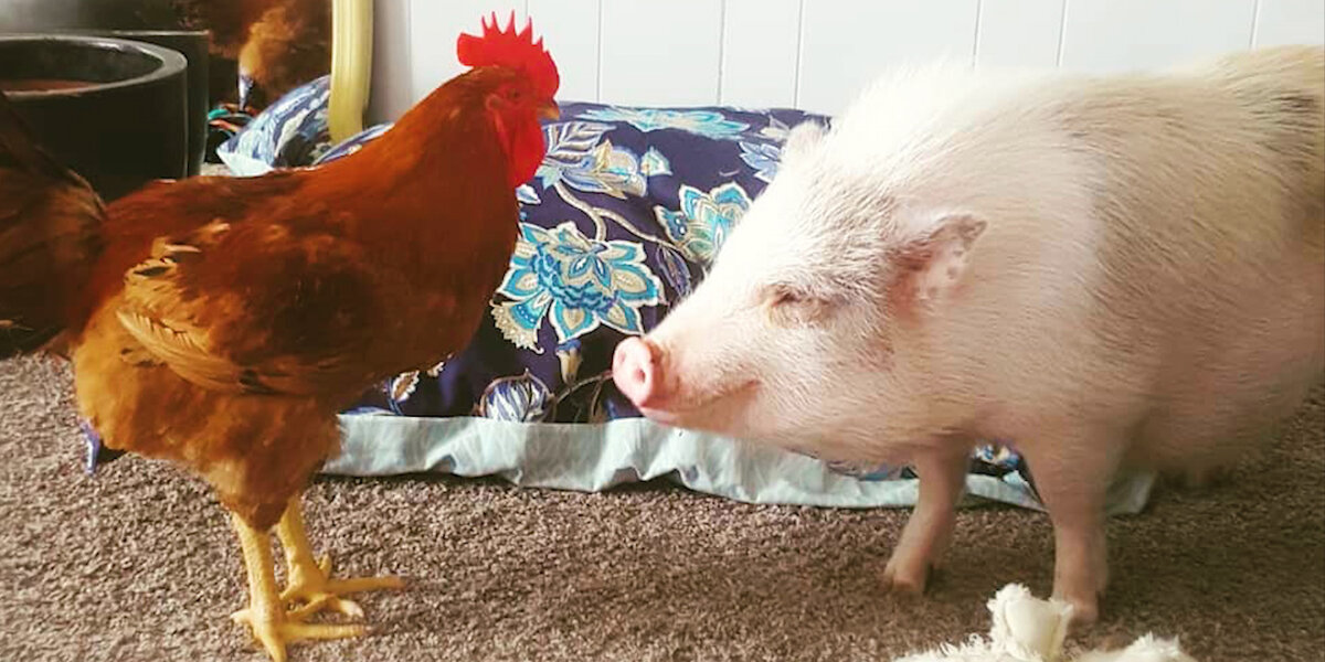 Retared Pigs This Rescue Pig And His Family Are Saving So Many Animals - Videos ...