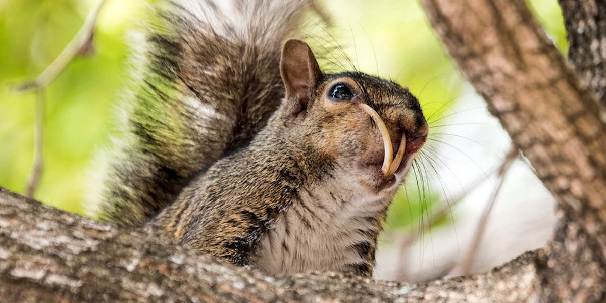 Guy Can't Stop Rescuing Squirrels - Videos - The Dodo
