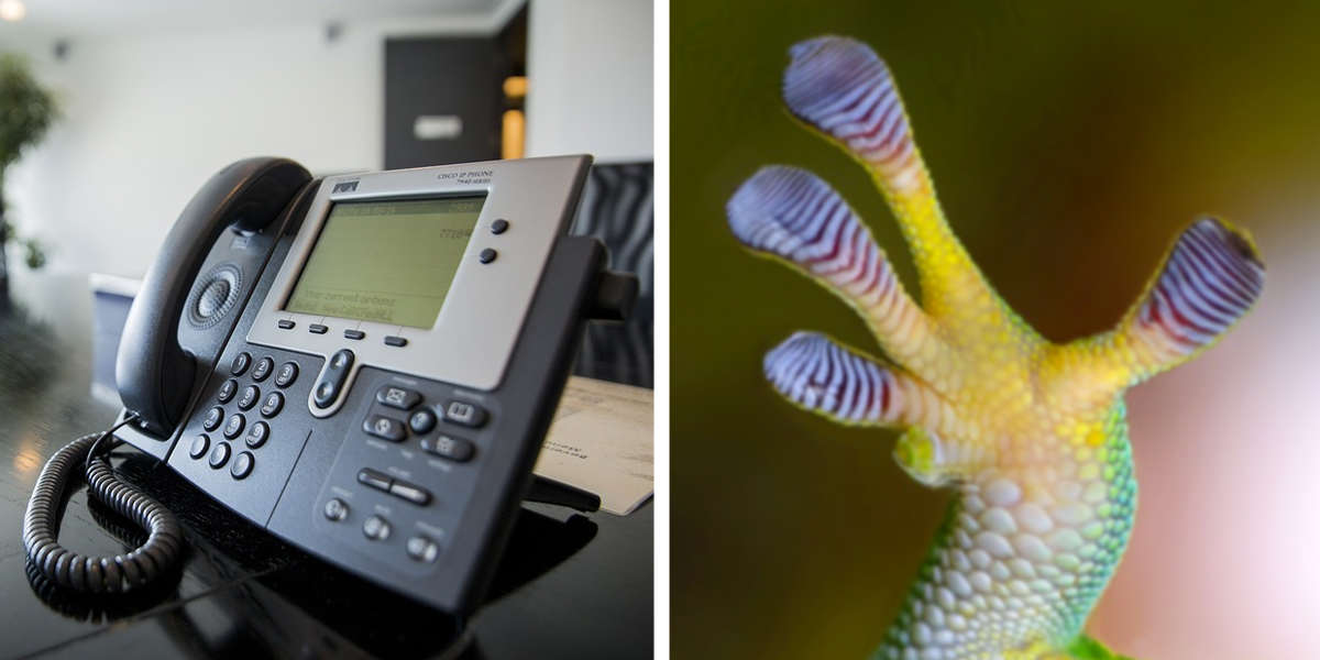 Tiny Green Gecko Makes Prank Calls To People In Hawaii The Dodo