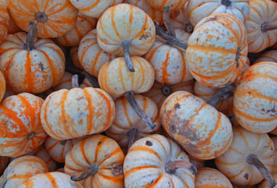 Can You Eat Gourds Difference Between Gourds Vs Squash Explained