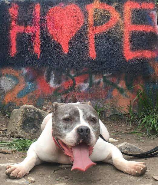 Dog lying on ground in front of spray-painted wall