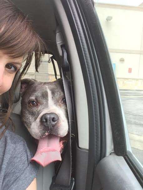 Dog in backseat of car