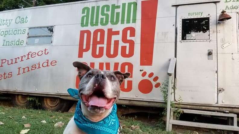 Smiling pit bull standing in front of trailer