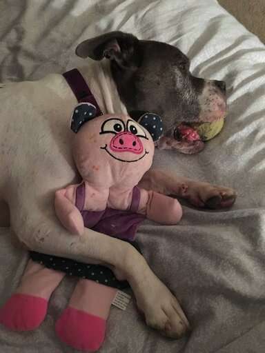 Dog sleeping in bed with stuffed animal