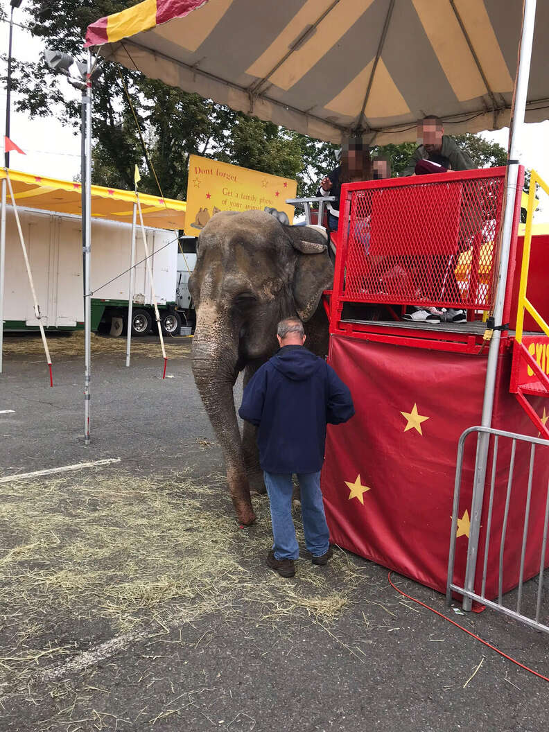 Elephant forced to give rides at fair
