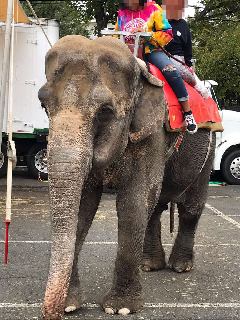 Elephant giving people rides at fair