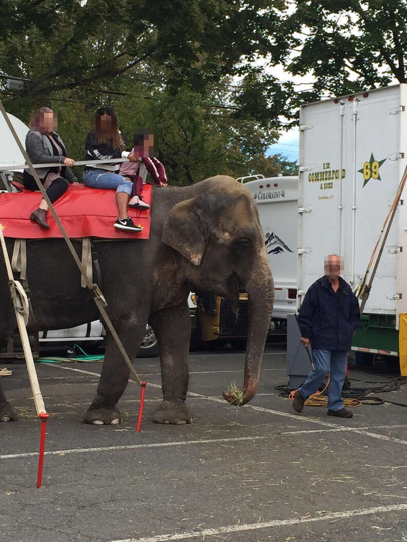 Old elephant forced to give rides