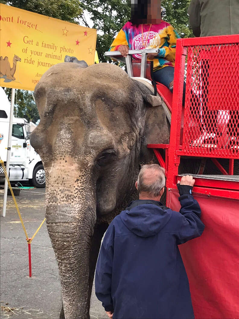 Elephant forced to give rides at fair