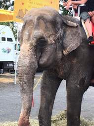 Old elephant forced to work at fair