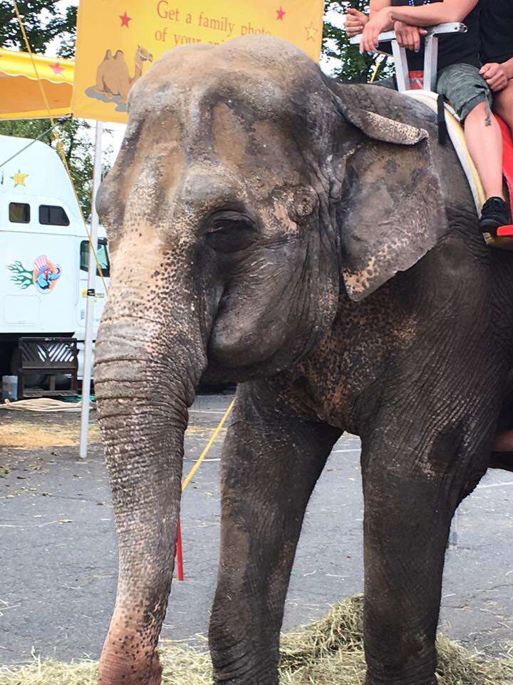 Old elephant forced to work at fair