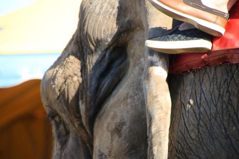 Elephant being ridden by people