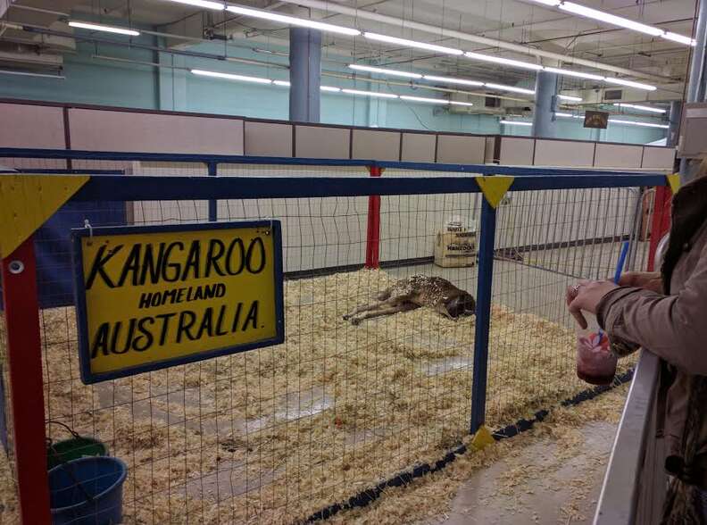 Kangaroo lying in cage