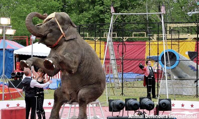 Elephant being used in circus act