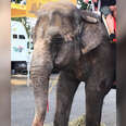 Older elephant being used for rides at fair