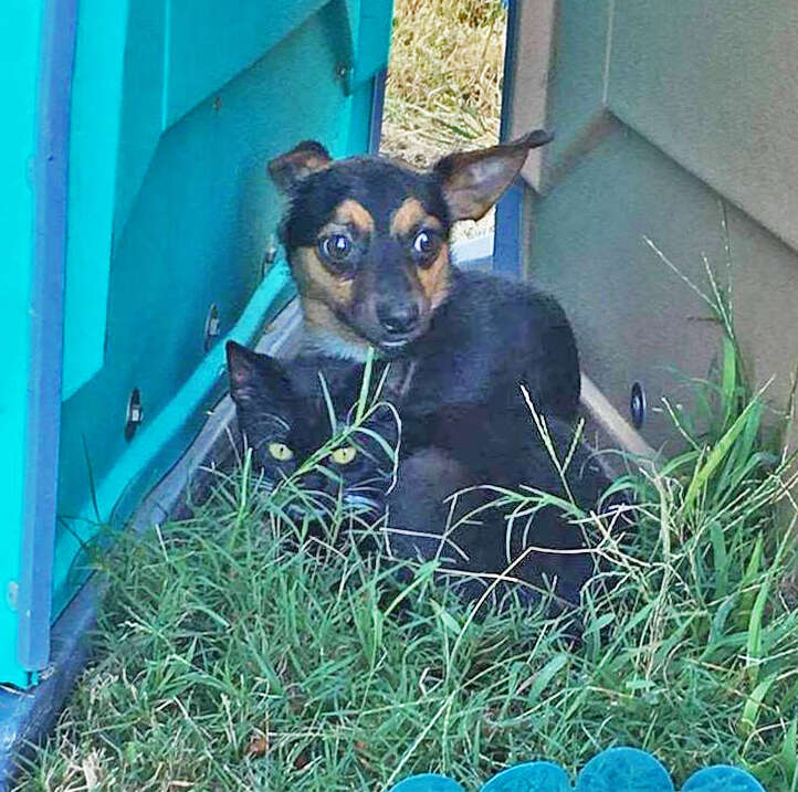 Chihuahua protects kitten at soccer park in Virgina