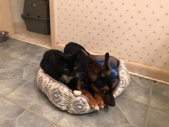 Bonded dog and cat snuggle together