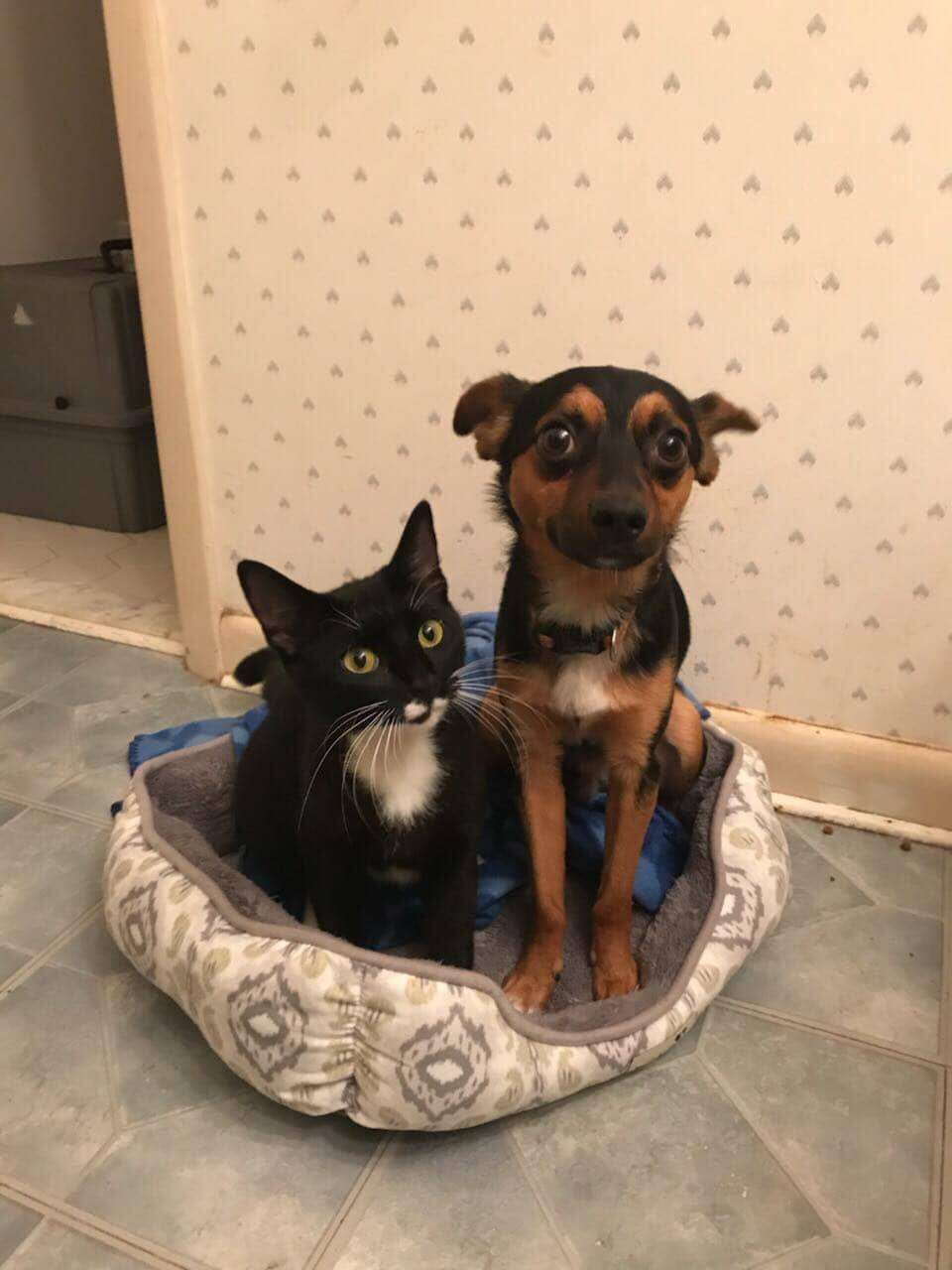 Bonded kitten and dog friends at their foster home Hampton Roads, VA