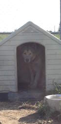 dog terrified of everything