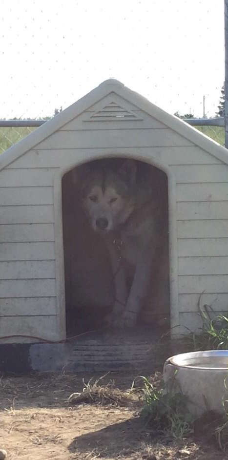 dog terrified of everything