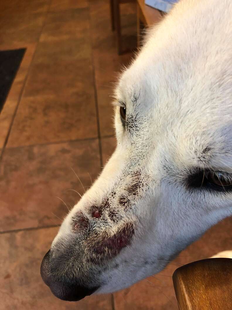 Dog with swollen nose