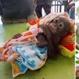 Young orangutan before and after pictures