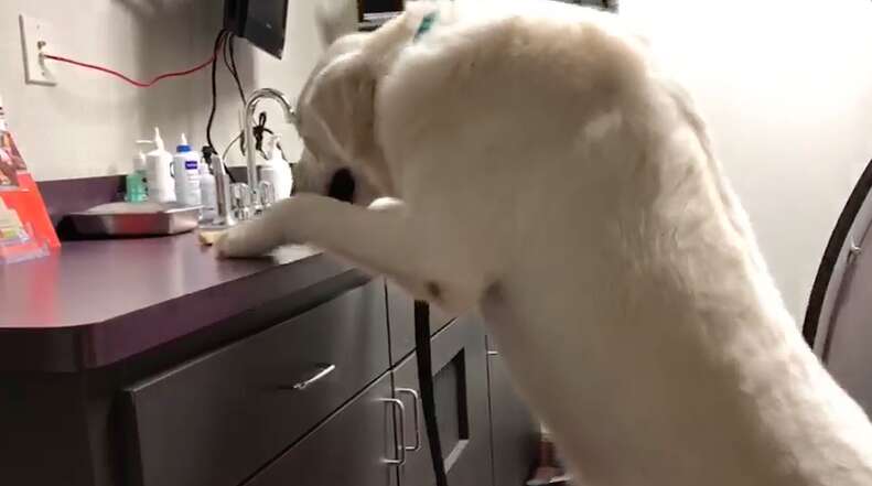 Dog steals treat from vet