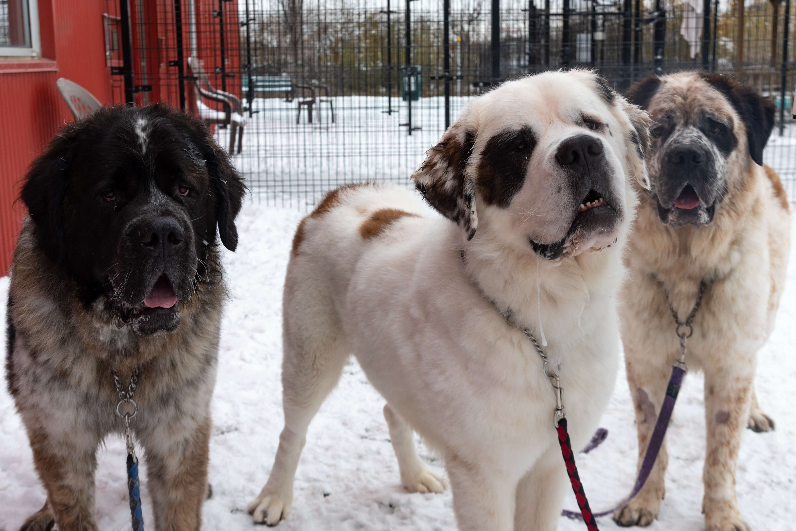 Three Saint Bernards looking for a home in Edmonton, Canada