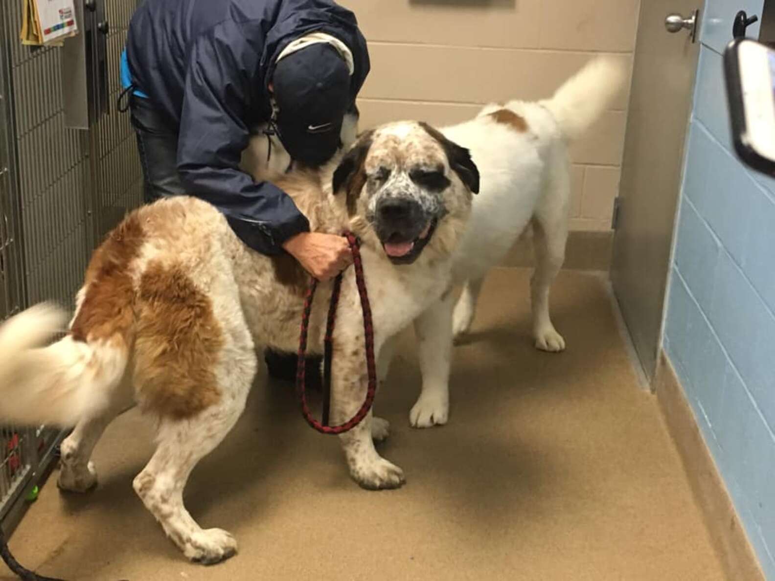 Three Huge Saint Bernard Brothers Are Looking For A Forever Home - The Dodo