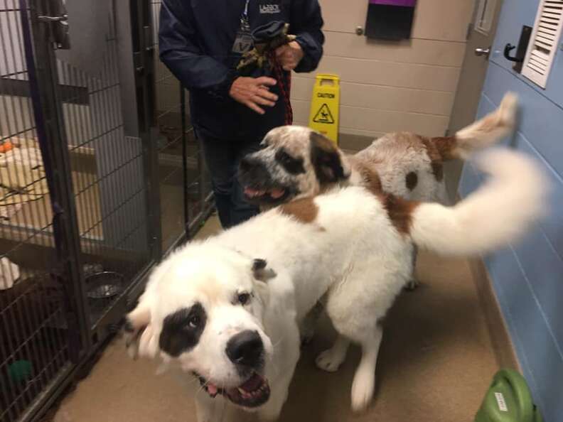 St bernards animal sales sanctuary