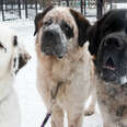 These Giant Fluffy Dogs Couldn’t Find A Home — Because No One Wanted All Three