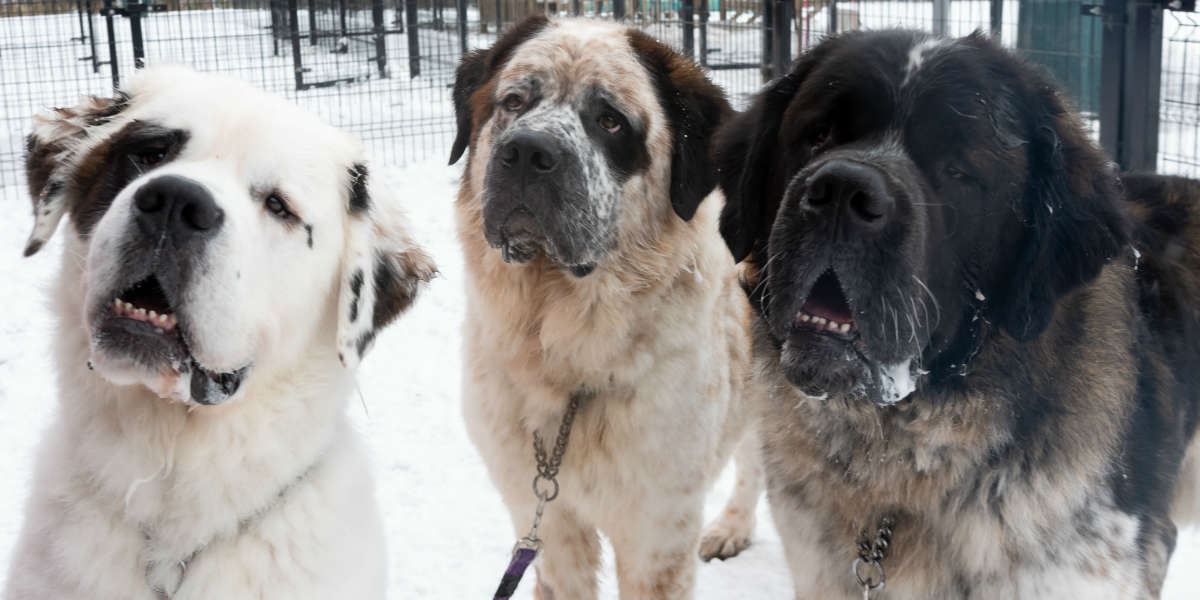 huge saint bernard dog
