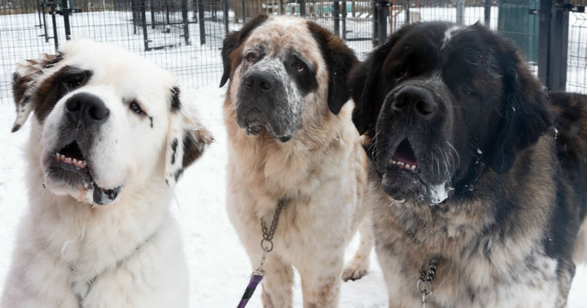 large dog shock collars