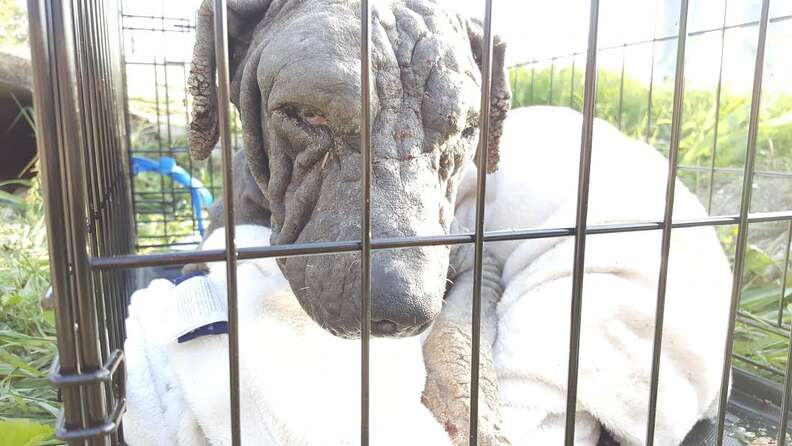 Hairless dog inside metal crate