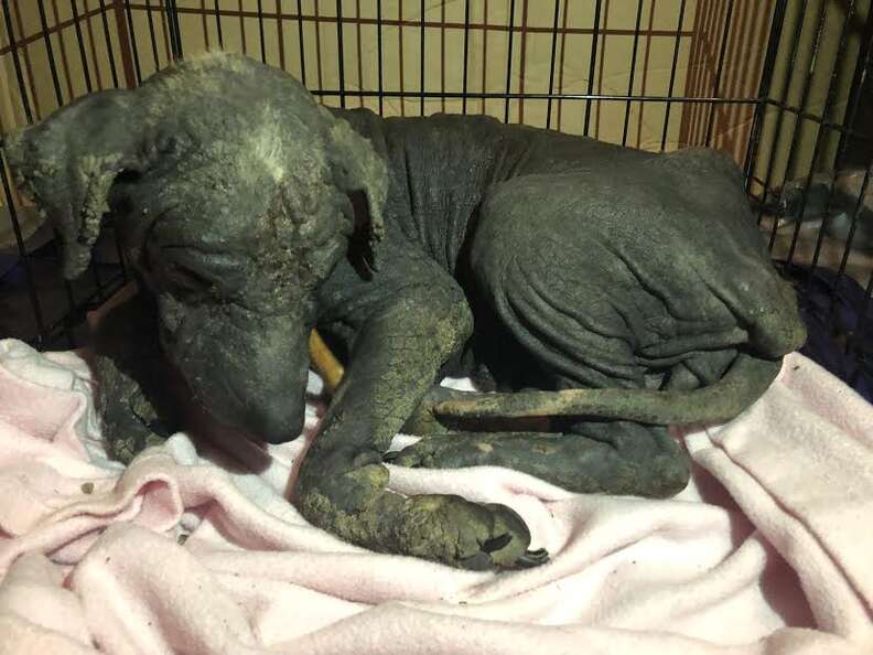 Hairless dog sleeping in kennel