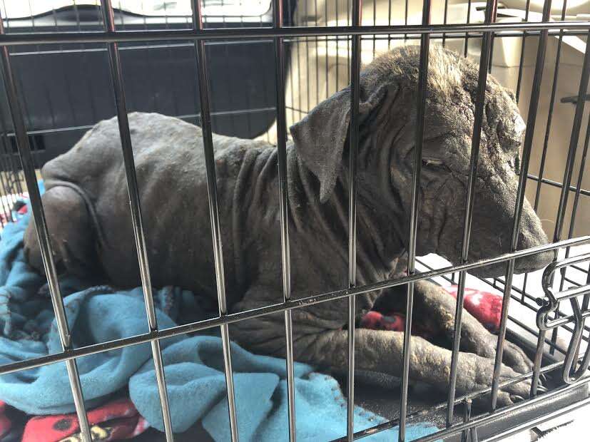 Rescued dog in metal crate