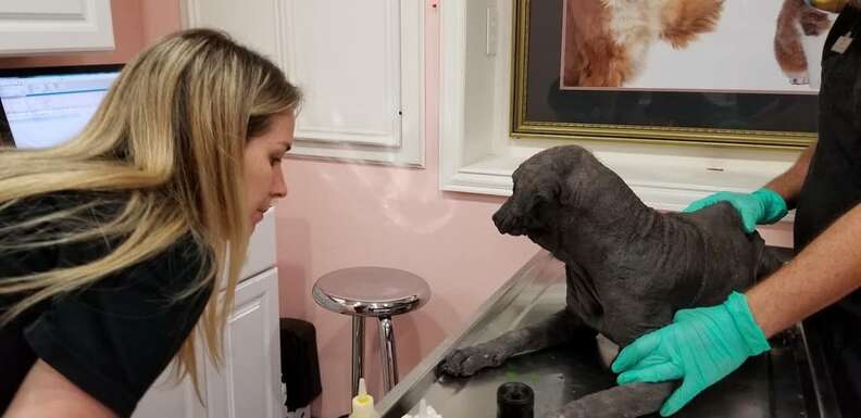 Hairless dog at vet clinic