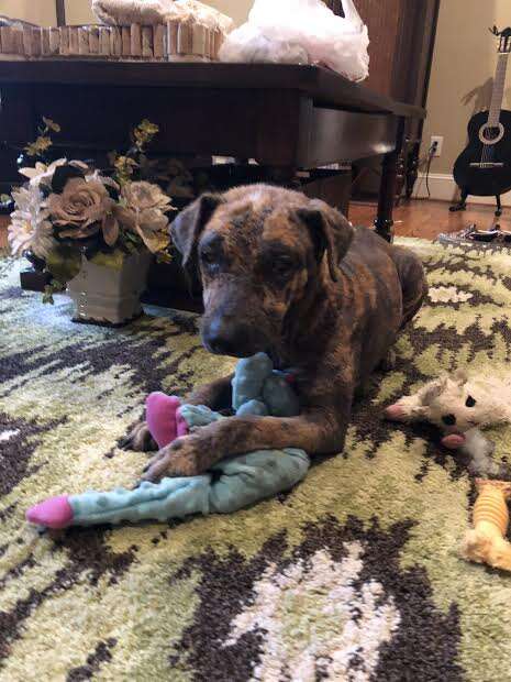 Rescued dog lying on floor with toy