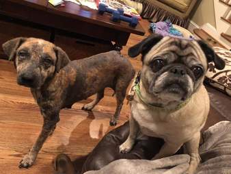 Two dogs in living room together
