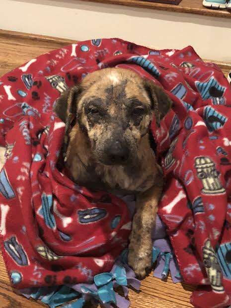 Rescued dog wrapped up in fleece blanket