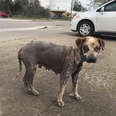 Stray, hairless dog standing in parking lot