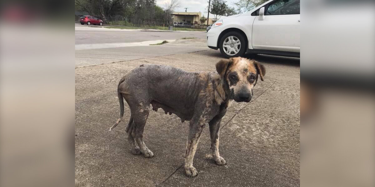 Sick, Stray Dog Evaded Rescue For Months In Houston - The Dodo