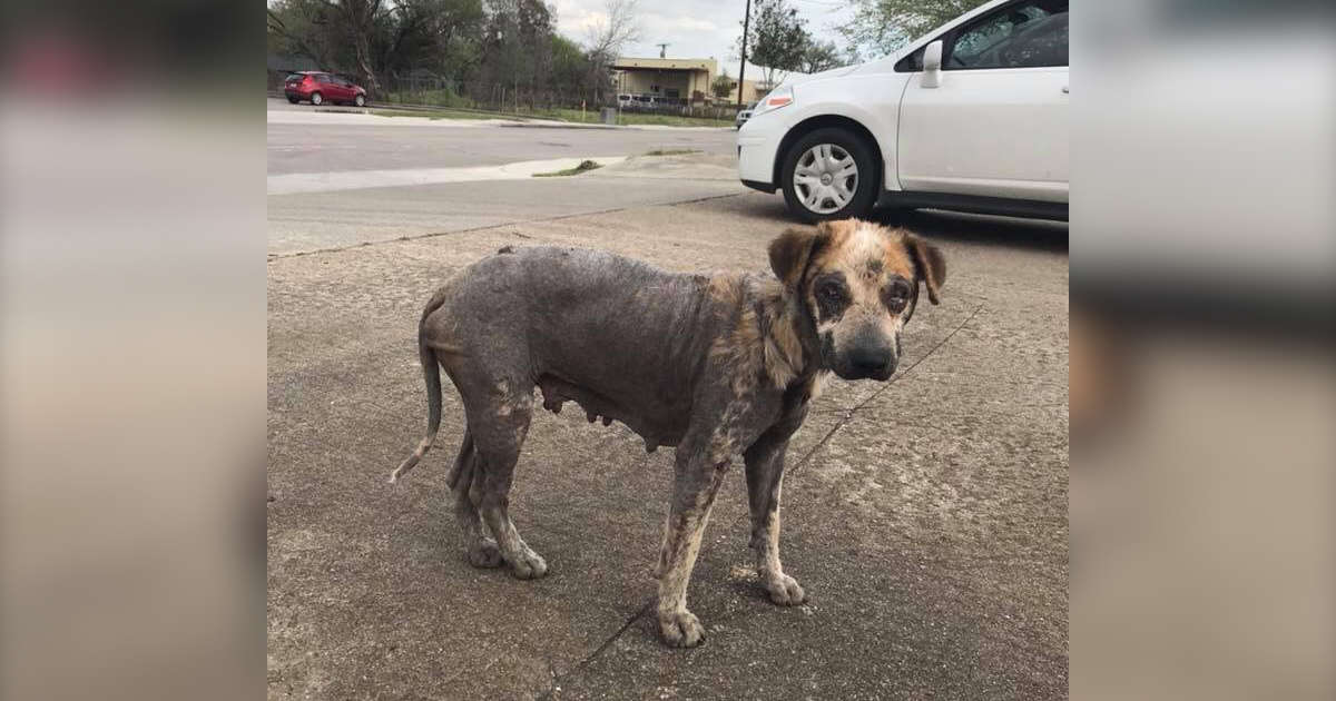 Sick, Stray Dog Evaded Rescue For Months In Houston The Dodo