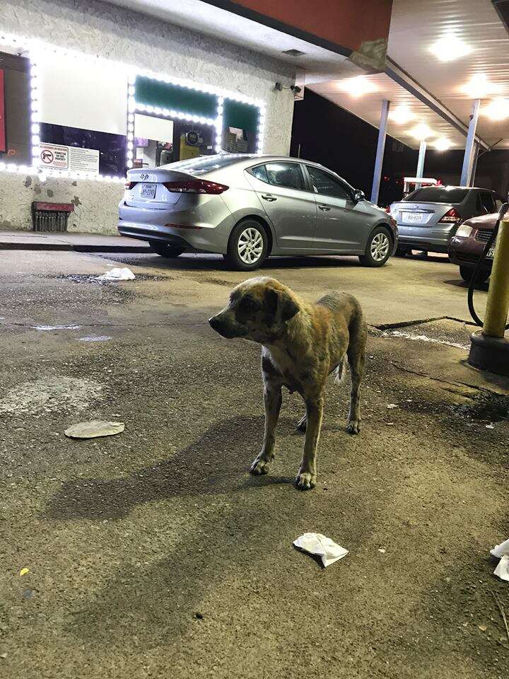 Dog standing on concrete parking lot